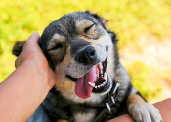 Attain on 5th apartment homes with A happy dog with closed eyes is being petted, mouth open and tongue out, enjoying the affection.